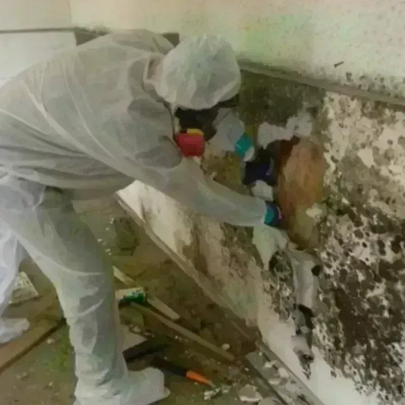 Mold Remediation and Removal in Gaffney, SC